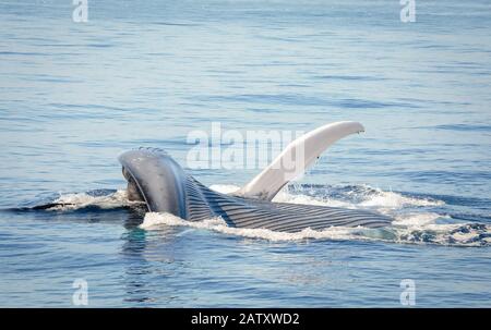 Blauwal, Balaenoptera Musculus, Fütterung auf Krill an Surface, Nine Meile Bank, San Diego, Kalifornien, USA, Pazifischer Ozean Stockfoto