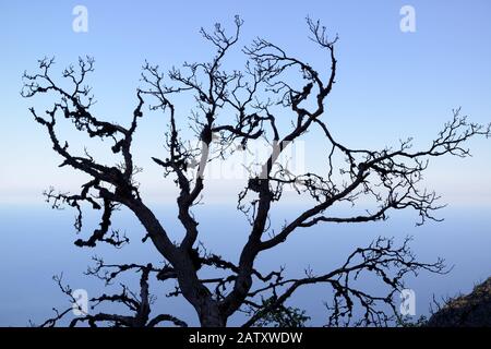 Einsamer Wacholderbaum am Meer in der Nähe des Berges Ai-Petri auf der Krim Stockfoto