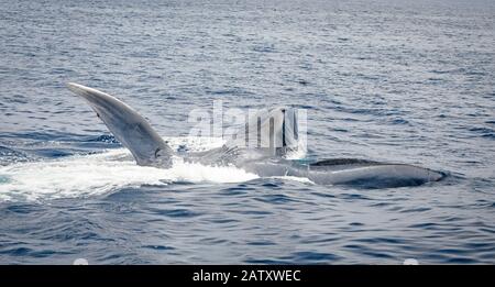 Blauwal, Balaenoptera Musculus, Fütterung auf Krill an Surface, Nine Meile Bank, San Diego, Kalifornien, USA, Pazifischer Ozean Stockfoto