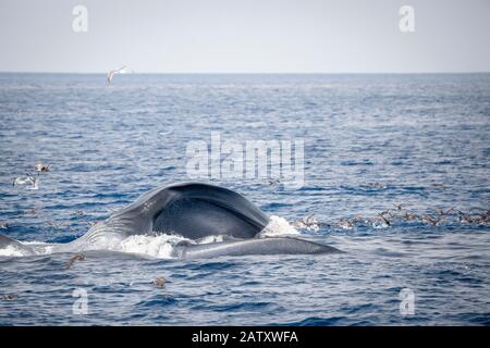 Blauwal, Balaenoptera Musculus, Fütterung auf Krill an Surface, Nine Meile Bank, San Diego, Kalifornien, USA, Pazifischer Ozean Stockfoto