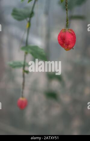 Makroaufnahme der rosafarbenen "Abutilon megapotamicum"-Glockenblume im selektiven Fokus. Verwischt den Bokeh-Kopierbereich in kühlen Grautönen. In natürlichem li Stockfoto