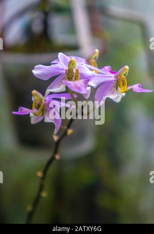 Gruppe der hellvioletten und gelben "Phalaenopsis pulcherrima"-Mottenorchideenblüten in Makro. Verschwommenes dunkelgrünes, warmes Hintergrundbild im Innenbereich. Stockfoto