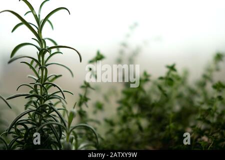 Mikrogrüns und Gartenraum-Konzept für den Innenbereich. Grüne Gewürze Rosmarin und Oregano Pflanzen auf Fensterbank im Winter und Herbst. Naturhintergrund mit Stockfoto