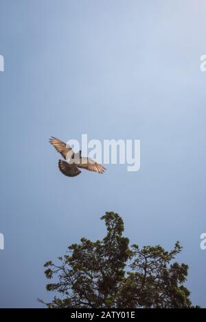 Schöne taube vogel, Stadt Tauben an Leben in einer städtischen Umgebung Stockfoto