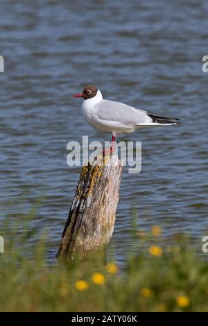 Schwarzköpfige Möwe (Chroicocephalus ridibundus / Larus ridibundus) im Brutgefieders, das im Frühjahr auf Holzpfosten aufragte Stockfoto