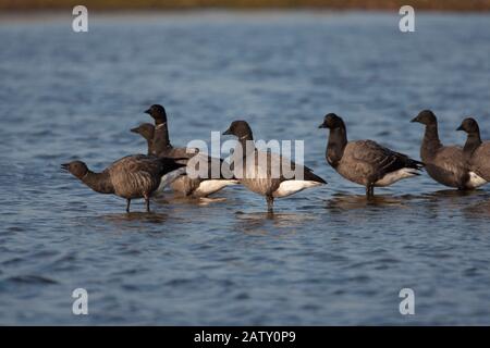 Brent Gänse, Branta bernicla, eine Schar von finsteren Rassen, die in der Lagune stehen. November Eingenommen. Pennington Marshes, Hampshire, Großbritannien. Stockfoto