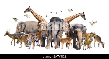 Eine Gruppe von Wildtieren wie Hirsche, Elefanten, Giraffen und andere wilde Tiere, die sich in einem weißen Hintergrund gruppieren.Isolieren Stockfoto