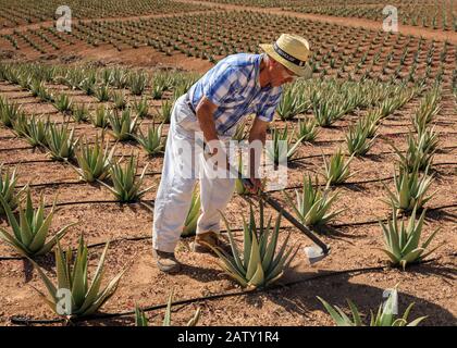 Landarbeiter, die sich für die Pflanzen von Aloe vera im Agrarbereich, Gran Canaria, Spanien, engagieren Stockfoto