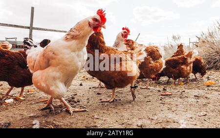 Freilaufenden Hühnern Stockfoto