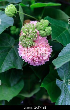 Dombeya wallichii blühender Strauch mit großen rosafarbenen Blumen, Familie Malvaceae, auch Pinkball, rosafarbener Kugelbaum oder tropischer Hortensia, Kanarische Inseln Stockfoto