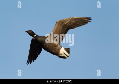 Brent Goose, Branta bernicla, düster belaubte Rasse, alleinerziehender Erwachsener im Flug. Dezember Eingenommen. Titchwell, Norfolk, Großbritannien. Stockfoto