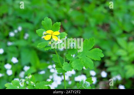 Zottige Blumen auf grünem, unscharfem Hintergrund. Heilkraut. Gelbe Blumen für Kräuterheilkunde. Nahaufnahme. Stockfoto