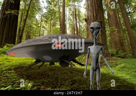 UFO-Waldlandung mit grauem Alien im Vordergrund. Stockfoto