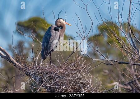 Im Winter in Florida wurde im Frühjahr 2019 großer blauer Reiher auf einem Nest der gebaut. Stockfoto