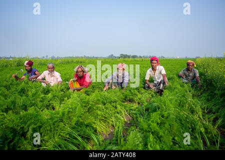 Bangladesch - 24. Januar 2020: Einige Landwirte sind damit beschäftigt, das Unkraut im Karottenfeld in Savar, Dhaka, Bangladesch zu reinigen. Stockfoto