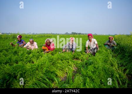 Bangladesch - 24. Januar 2020: Einige Landwirte sind damit beschäftigt, das Unkraut im Karottenfeld in Savar, Dhaka, Bangladesch zu reinigen. Stockfoto