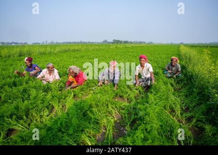 Bangladesch - 24. Januar 2020: Einige Landwirte sind damit beschäftigt, das Unkraut im Karottenfeld in Savar, Dhaka, Bangladesch zu reinigen. Stockfoto