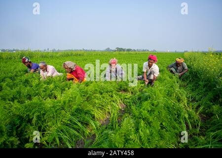 Bangladesch - 24. Januar 2020: Einige Landwirte sind damit beschäftigt, das Unkraut im Karottenfeld in Savar, Dhaka, Bangladesch zu reinigen. Stockfoto