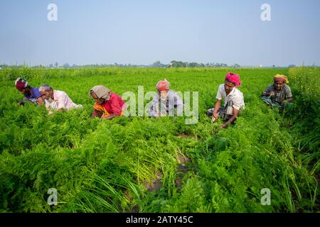 Bangladesch - 24. Januar 2020: Einige Landwirte sind damit beschäftigt, das Unkraut im Karottenfeld in Savar, Dhaka, Bangladesch zu reinigen. Stockfoto