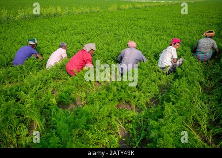 Bangladesch - 24. Januar 2020: Einige Landwirte sind damit beschäftigt, das Unkraut im Karottenfeld in Savar, Dhaka, Bangladesch zu reinigen. Stockfoto