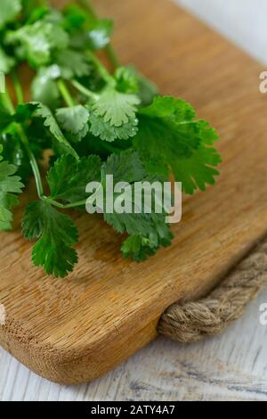 Koriander auf Holz Stockfoto