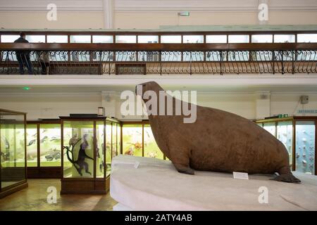 Natural History Gallery, The Horniman Museum, London Stockfoto