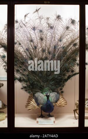 Natural History Gallery, The Horniman Museum, London Stockfoto