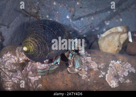 Die blaue und orange Einsiedlerkrebe (Pagurus bernhardus) Zeigt seine Hundehülle an, während er durch den geht Rock Pool an der Yorkshire Coast Stockfoto