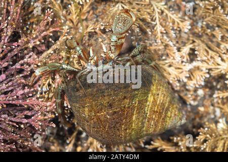 Ein kleiner Einsiedlerkrabben (Pagurus bernhardus) ernährt sich von den Algen in den Felsenpools der Yorkshire Coast Stockfoto