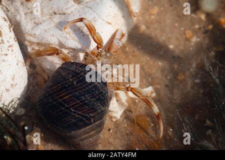 Einsiedlerkrabbe (Pagurus bernhardus), die sich durch die Felspools des Westrunton-Strandes bewegen Stockfoto