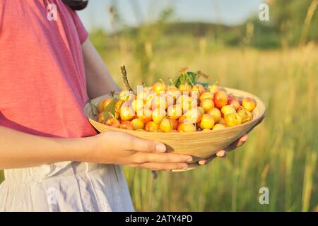 Ernte frischer süßer gelber Kirschen in der Schüssel in den Händen des Mädchens. Nahaufnahme von natürlichen organischen Beeren, Hintergrund Sommertag Natur Landschaft Stockfoto