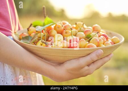 Ernte frischer süßer gelber Kirschen in der Schüssel in den Händen des Mädchens. Nahaufnahme von natürlichen organischen Beeren, Hintergrund Sommertag Natur Landschaft Stockfoto