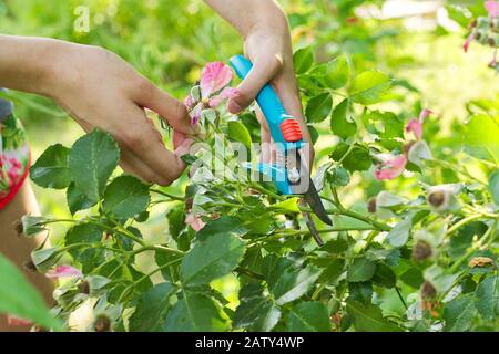 Sommer saisonale Gartenarbeit, Womane Hände mit Sekateuren, die verwilderte Blumen auf Rosenbüsch abschneiden, Hobby der jungen Frau Stockfoto