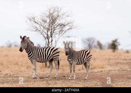 Zebraporträt in der Wildnis Stockfoto