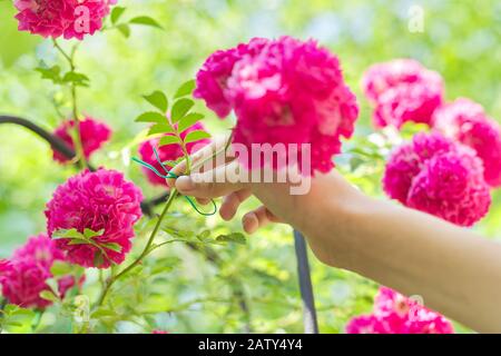 Hobbys der jungen Frau, die Rosensträucher im Garten anbauen, Hände binden Zweige mit Weberblüten auf Zaunauflage Stockfoto