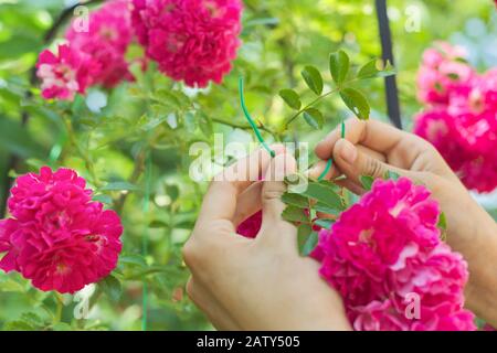 Hobbys der jungen Frau, die Rosensträucher im Garten anbauen, Hände binden Zweige mit Weberblüten auf Zaunauflage Stockfoto