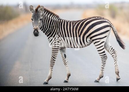 Zebraporträt in der Wildnis Stockfoto