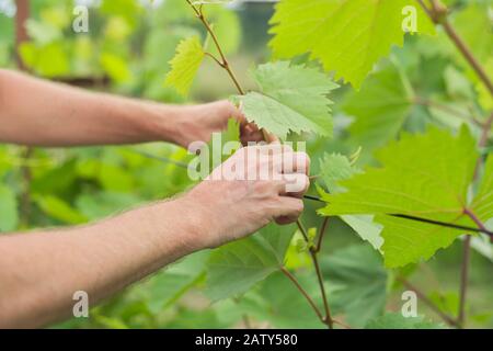 Die Hände des Mannes, der in der Sommersaison im Weinberg arbeitet. Binden von Rebstrauch, Formen von Pflanzen Stockfoto