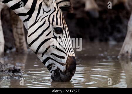 Zebraporträt in der Wildnis Stockfoto