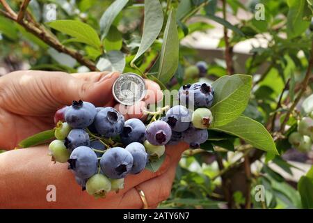 Größenvergleich zu einer -'polnischen Zloty'-Münze. Blaubeere mit riesigen Früchten. Stockfoto