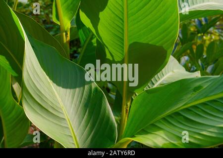 Canna indica, allgemein bekannt als Indian Shot, Afrikanische Pfeilwurzel, essbare Kanüle, violette Pfeilwurzel, Sierra Leone Pfeilwurzel. Eine Pflanze mit schönen Blättern. Stockfoto