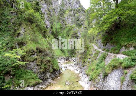 Der Ötschergräben ist ein spektakulärer Canyon in der Nähe des Mount Ötscher in Oberösterreich Stockfoto