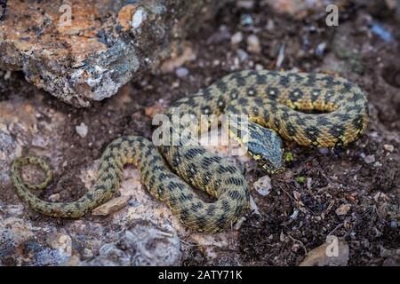 Natrix Maura ist ein natricine Wasserschlange der Gattung Natrix. Der Common Name ist viperine Wasser Schlange oder viperine Schlange. Stockfoto