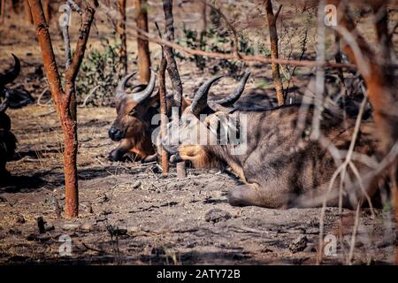 Eine Herde afrikanischer Büffel liegt in Baumdickichten. Sie ruhen im Schatten. Es ist ein Tierfoto von Tieren im Senegal, Afrika. Stockfoto