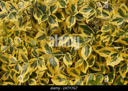 Euonymus fortunei - gebräuchliche Namen Spindel oder Fortune's Spindel, Winter-Kriechgang oder Winter-Kriechgang. Dekorative winterfeste Pflanze. Stockfoto