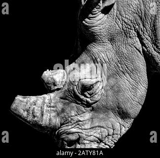 Schwarz-Weiß-Foto von Nashorn mit schwarzem Hintergrund. Es ist ein Tierfoto aus Afrika auf einer Safari im Bandia Reserve, Senegal. Sein Horn ist geschnitten Stockfoto