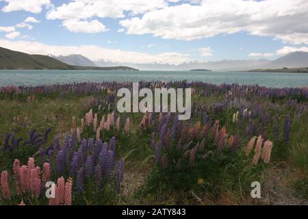 Glacier Lake Tekapo mit Lupin-Blumen in Neuseeland Stockfoto