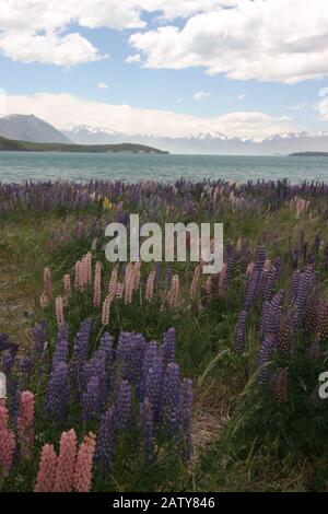 Glacier Lake Tekapo mit Lupin-Blumen in Neuseeland Stockfoto