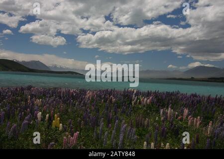 Glacier Lake Tekapo mit Lupin-Blumen in Neuseeland Stockfoto
