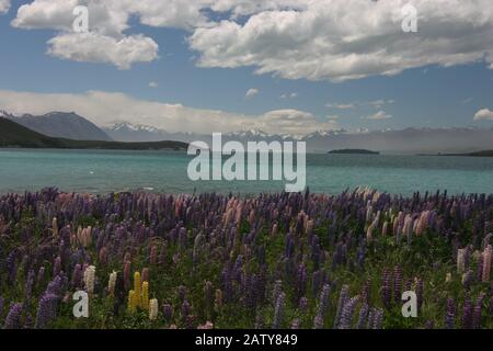Glacier Lake Tekapo mit Lupin-Blumen in Neuseeland Stockfoto